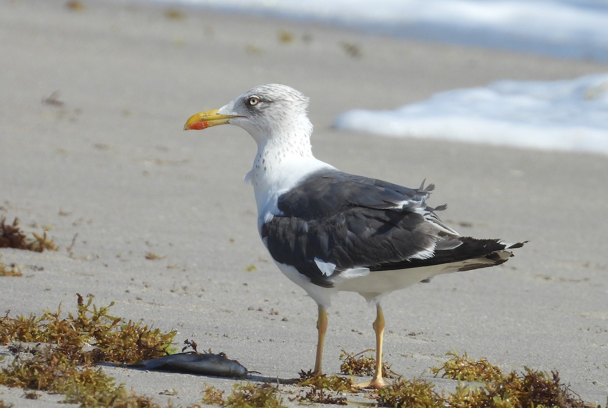 Gaviota Sombría - ML643706192