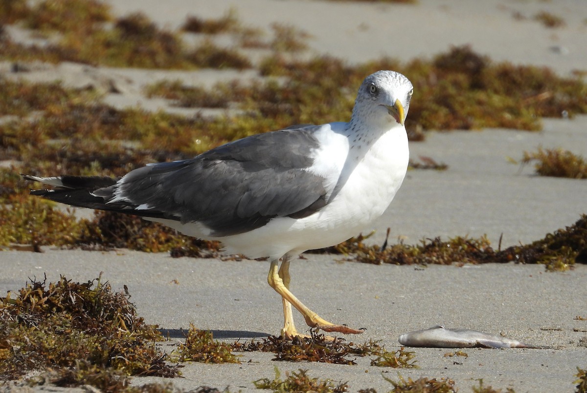 Gaviota Sombría - ML643706195