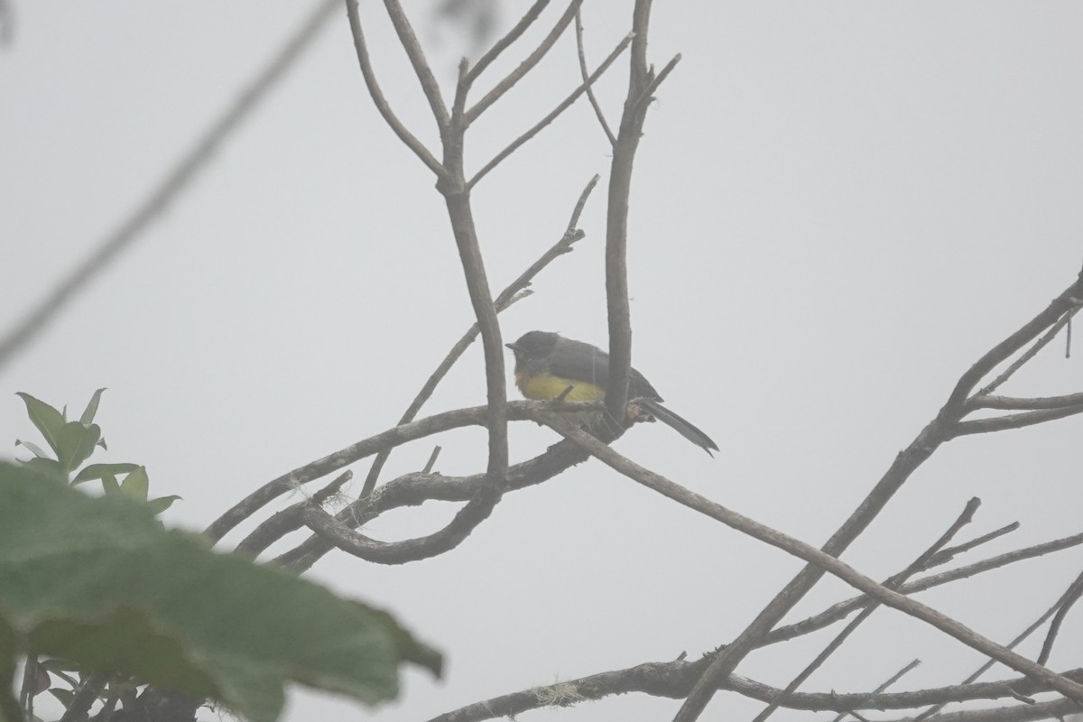 Spectacled Redstart - ML643706196