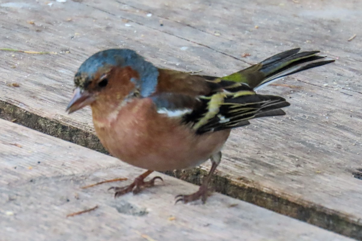 Common Chaffinch - ML643706200