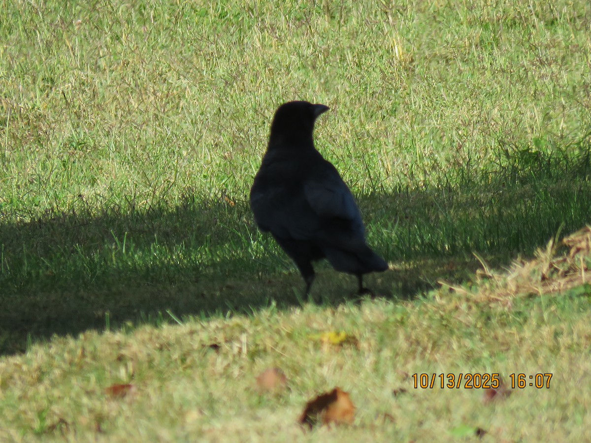 American Crow - ML643706225
