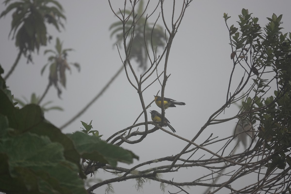 Spectacled Redstart - ML643706226