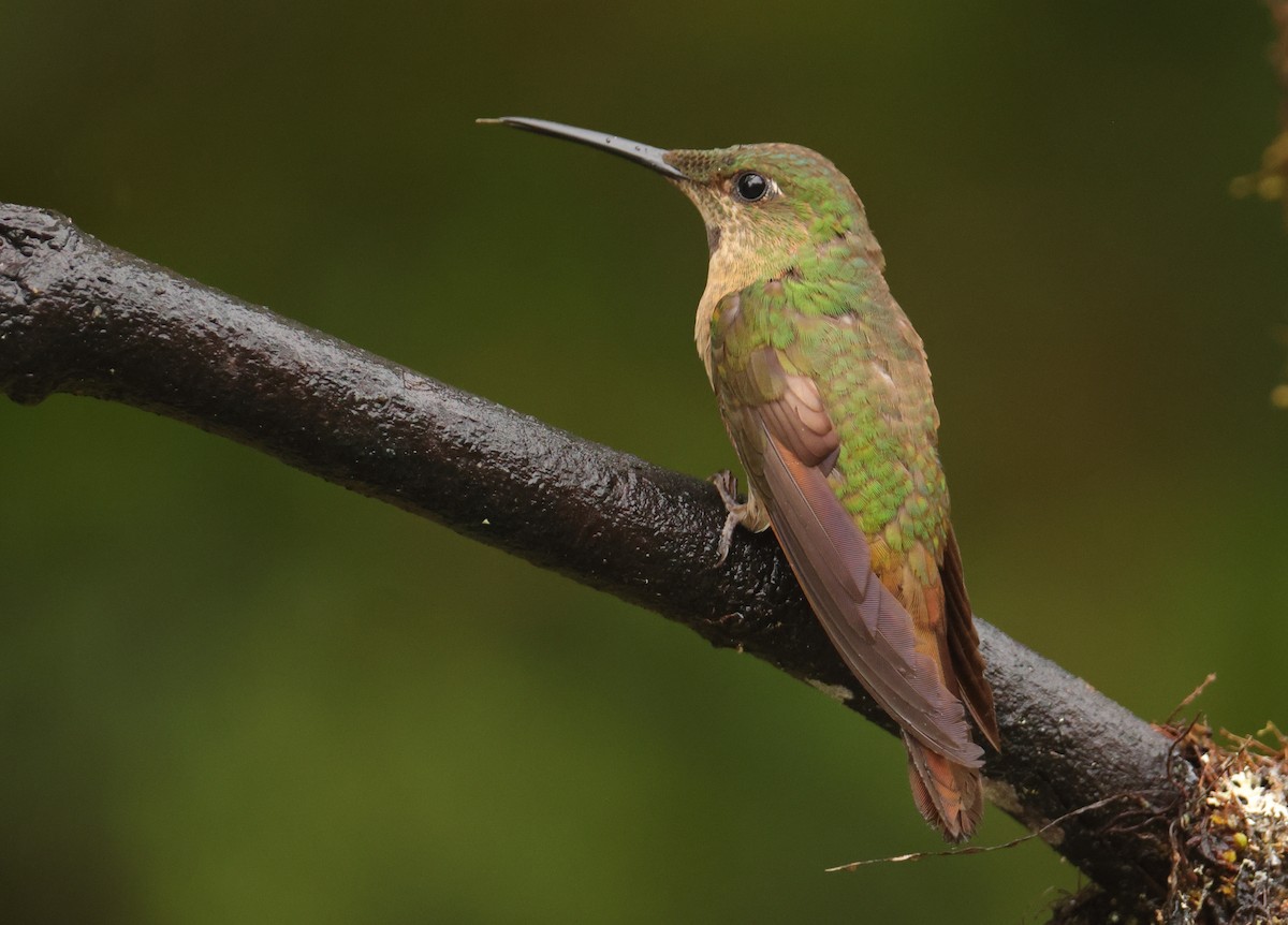 Fawn-breasted Brilliant - ML643706229