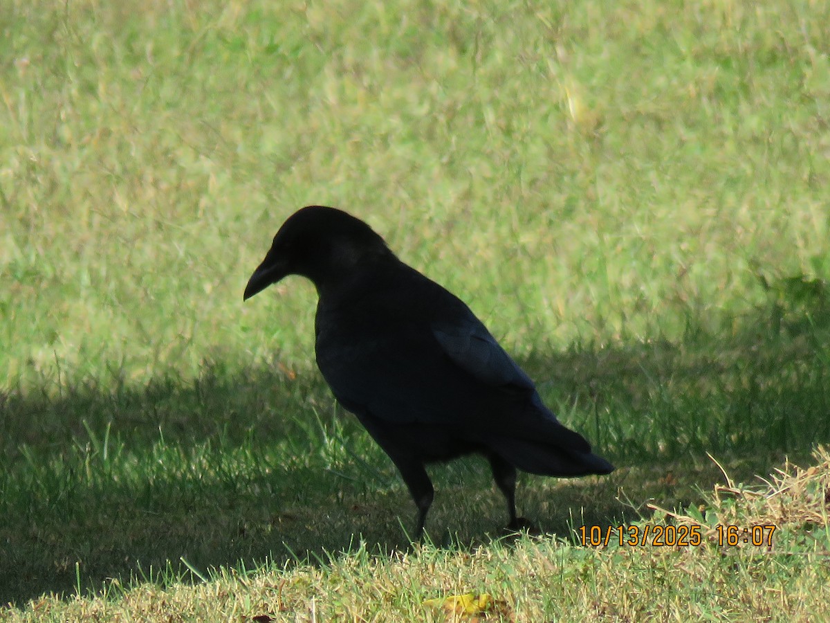 American Crow - ML643706246