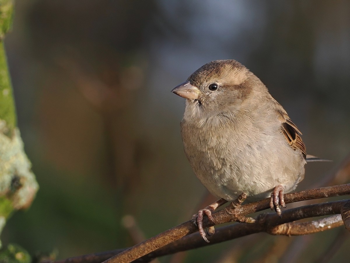 Оронгийн бор шувуу - ML643706251