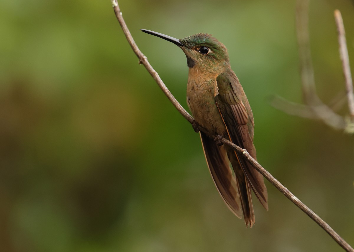 Fawn-breasted Brilliant - ML643706260