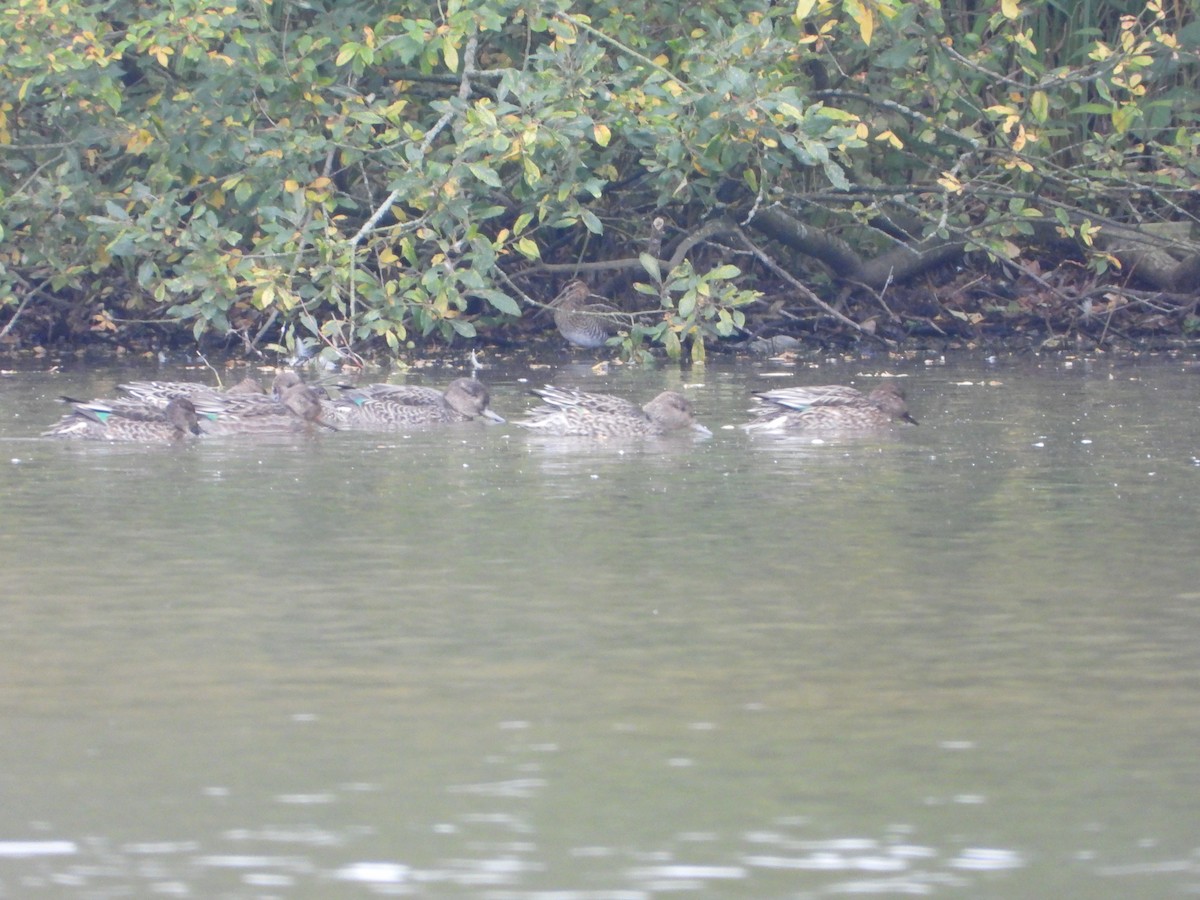 Green-winged Teal (Eurasian) - ML643706273
