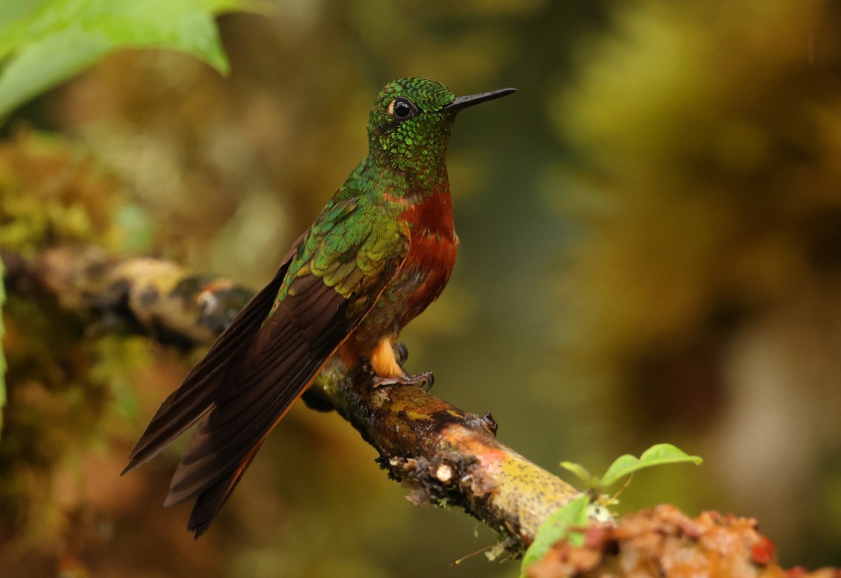Chestnut-breasted Coronet - ML643706288