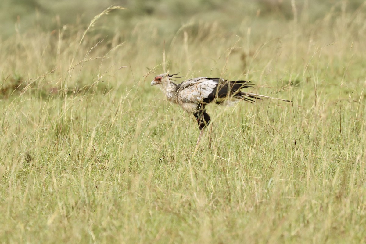 Secretarybird - ML643706294