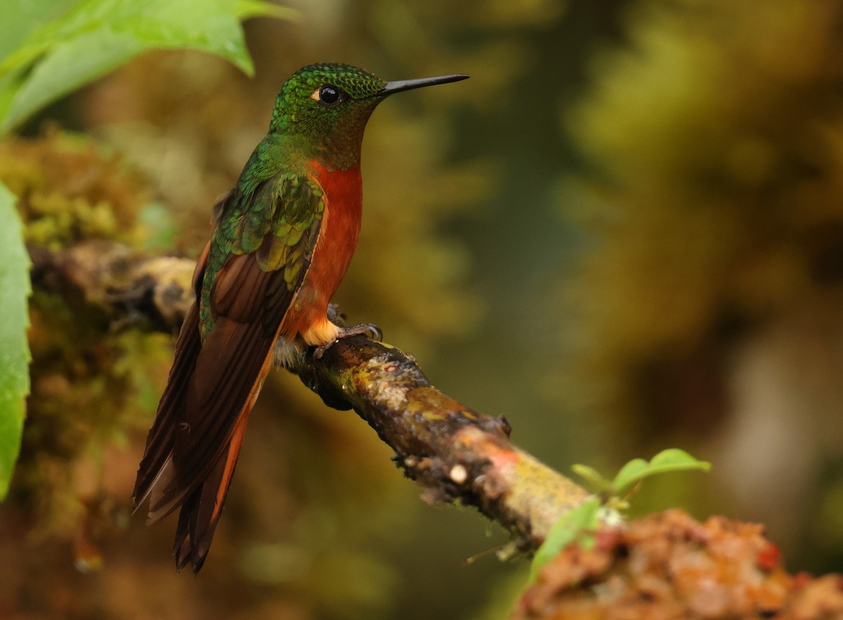 Chestnut-breasted Coronet - ML643706299
