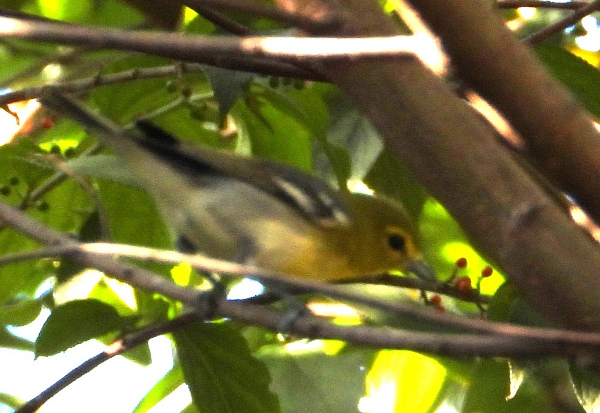 Yellow-throated Vireo - ML643706300