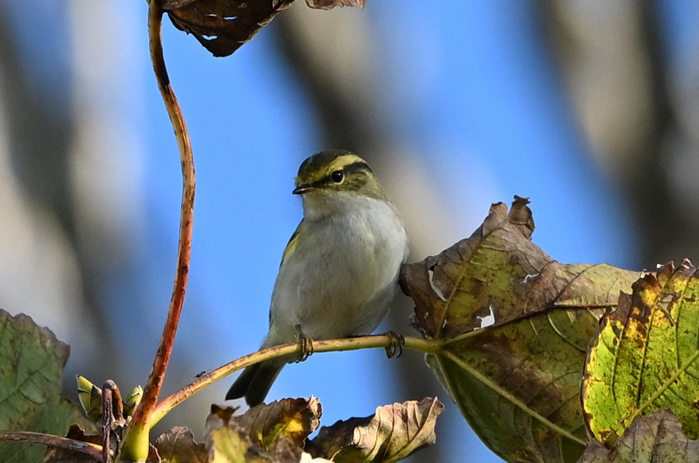 Pallas's Leaf Warbler - ML643706303
