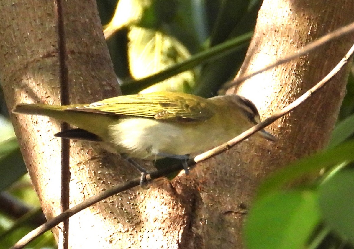 rødøyevireo - ML643706308