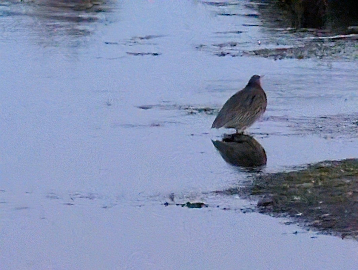 Green Heron - ML643706310