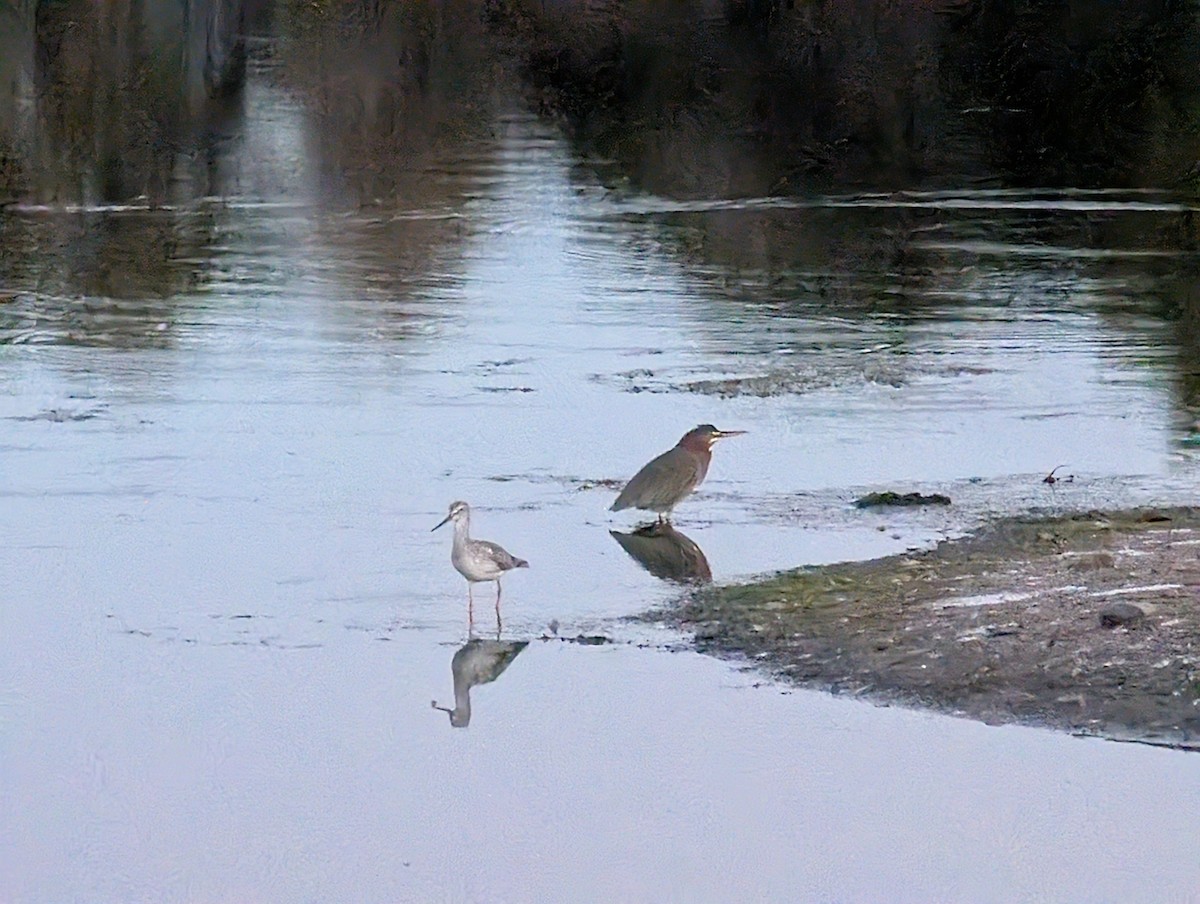 Green Heron - ML643706311