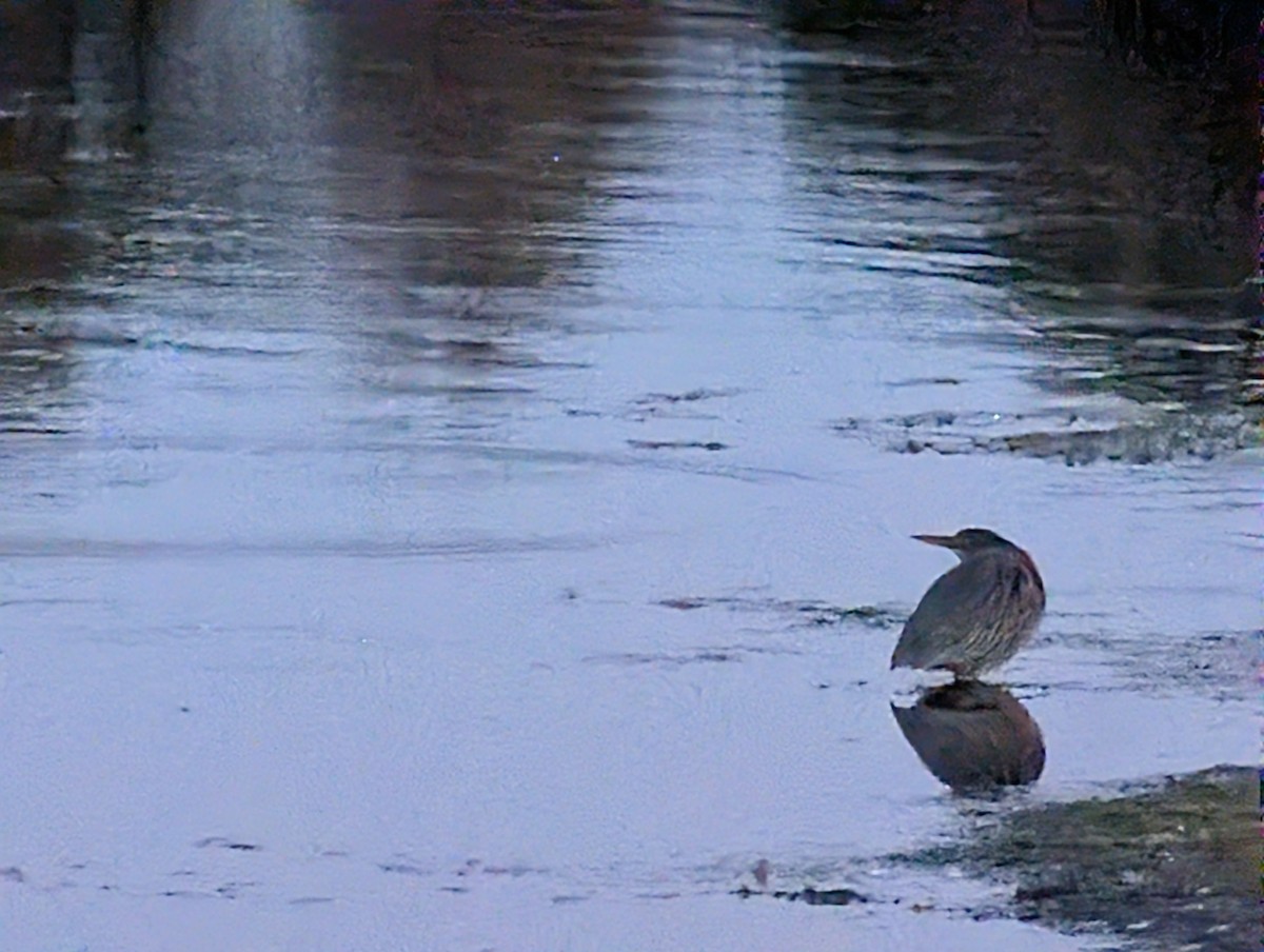 Green Heron - ML643706312