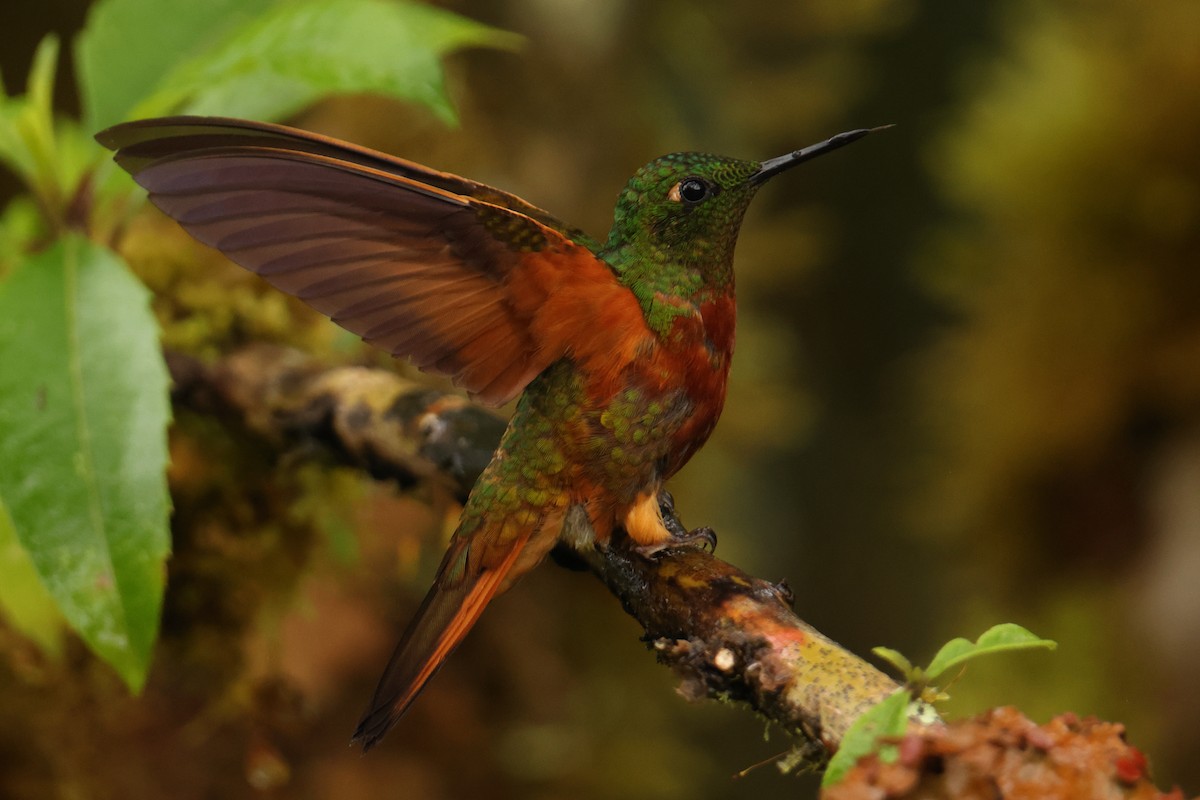 Chestnut-breasted Coronet - ML643706313