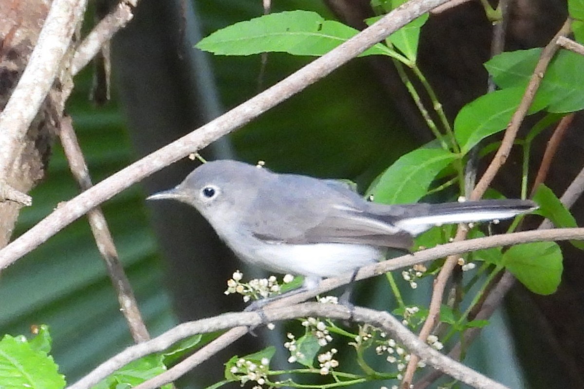 Blue-gray Gnatcatcher (Eastern) - ML643706325