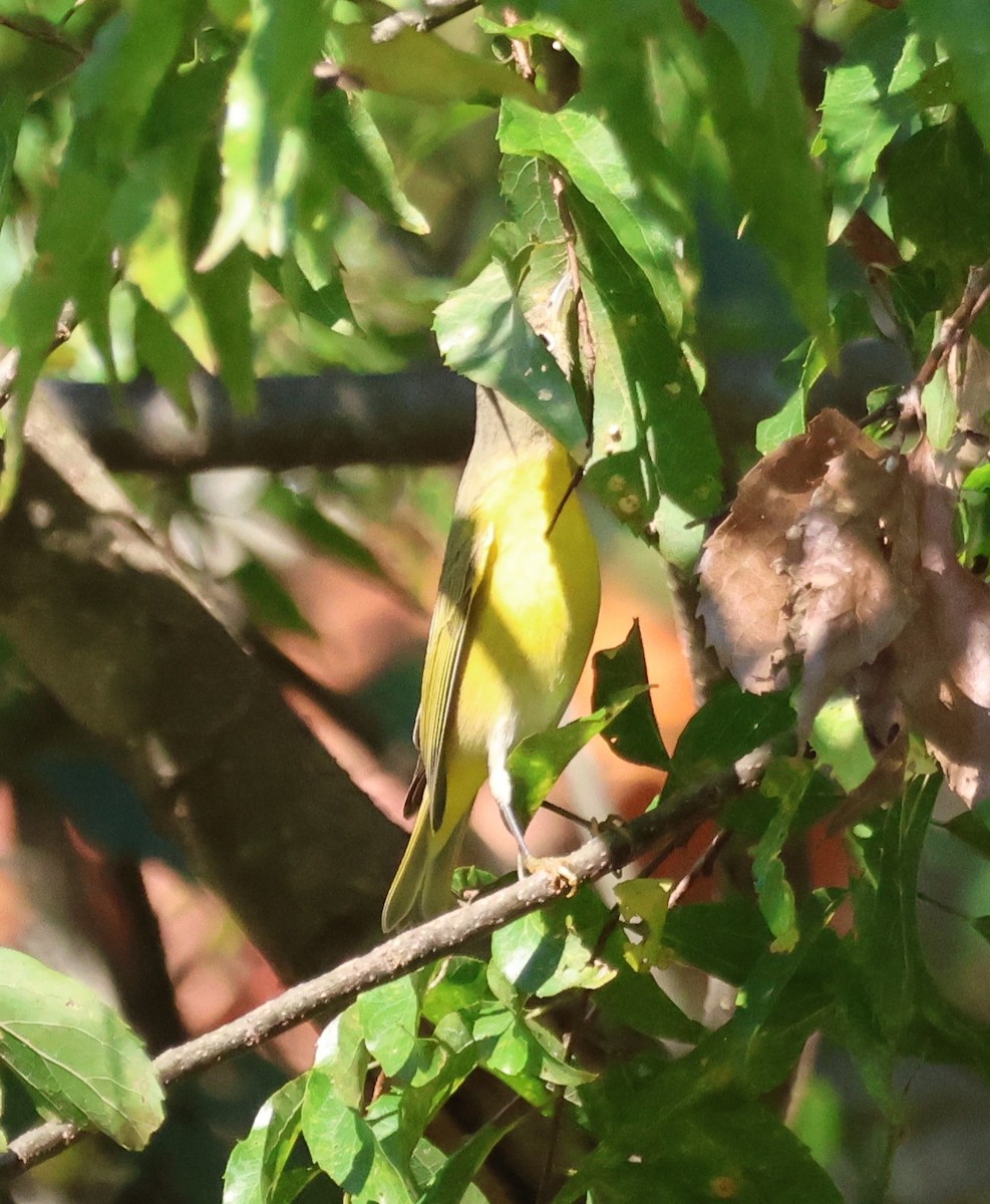 Nashville Warbler - ML643706336