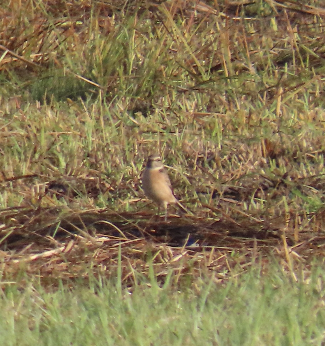 svartstrupe - ML643706340