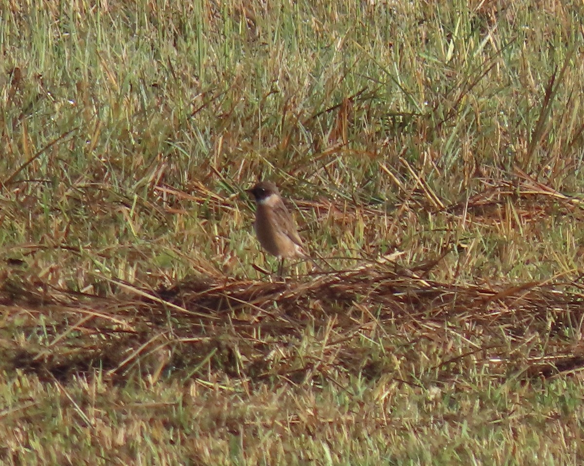 svartstrupe - ML643706341