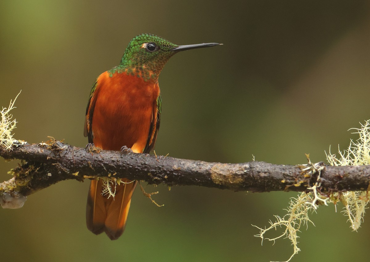 Chestnut-breasted Coronet - ML643706348