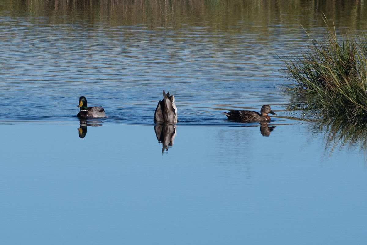 Canard colvert - ML643706360