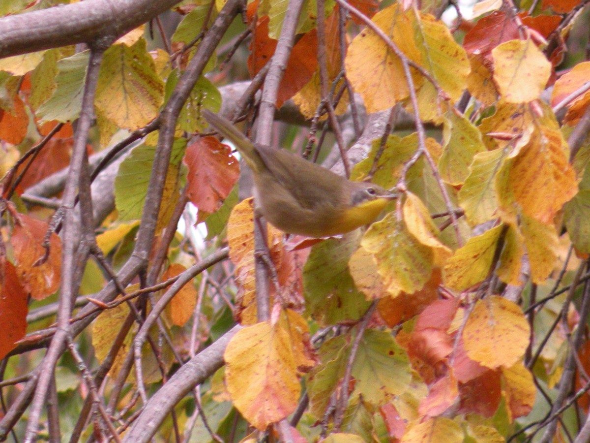 Common Yellowthroat - ML643706364