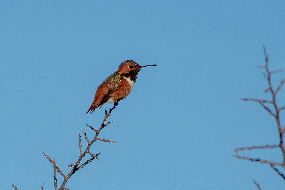 chaparralkolibri - ML643706365