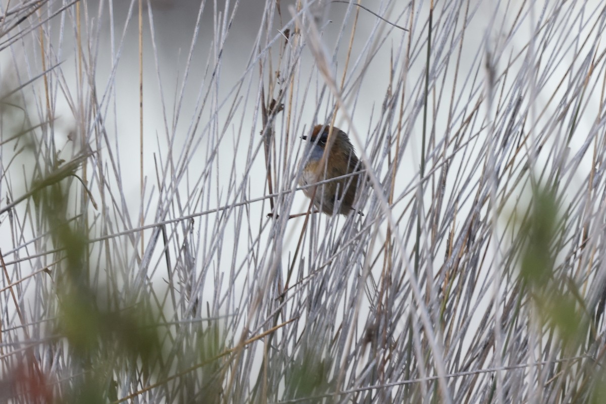 Southern Emuwren - ML643706369