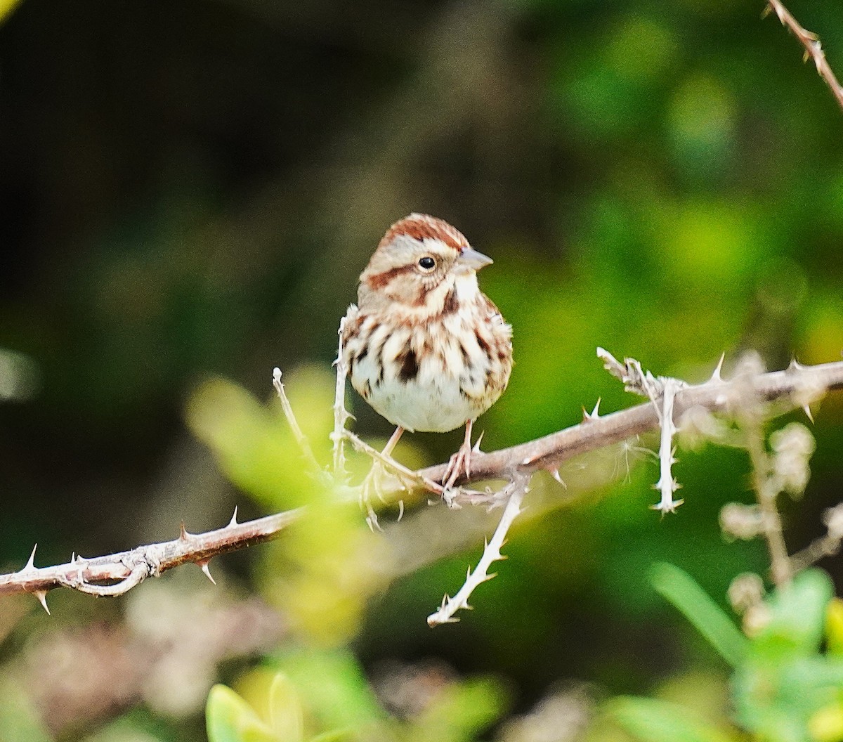 Song Sparrow - ML643706370