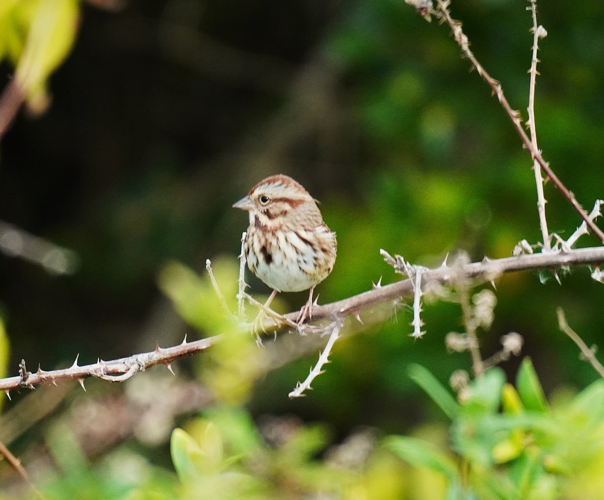 Song Sparrow - ML643706372