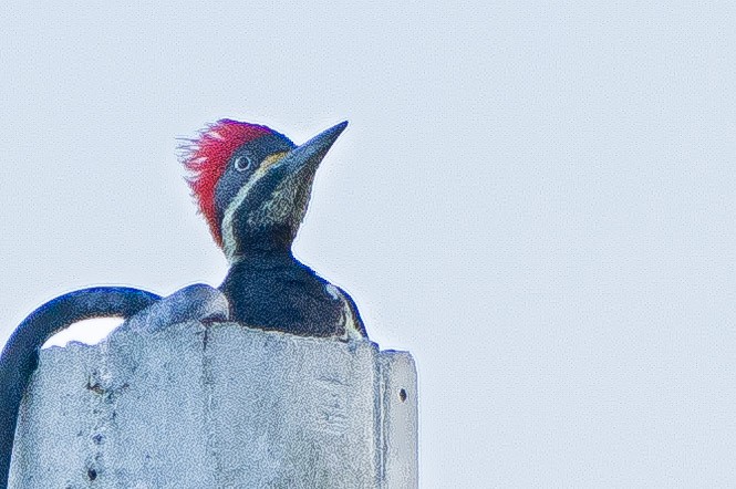 Lineated Woodpecker - ML643706379
