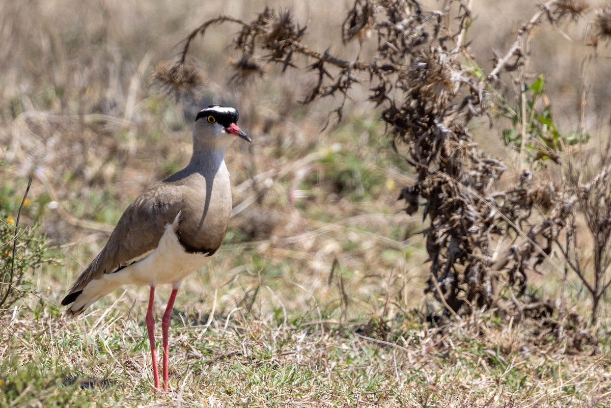 Crowned Lapwing - ML643706384