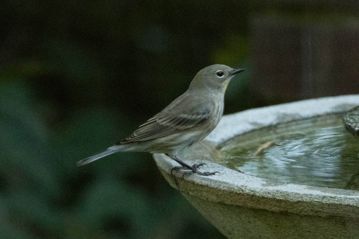 Yellow-rumped Warbler (Audubon's) - ML643706385