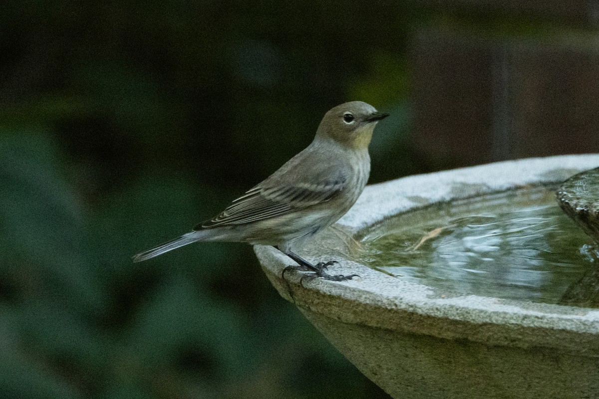 Yellow-rumped Warbler (Audubon's) - ML643706386