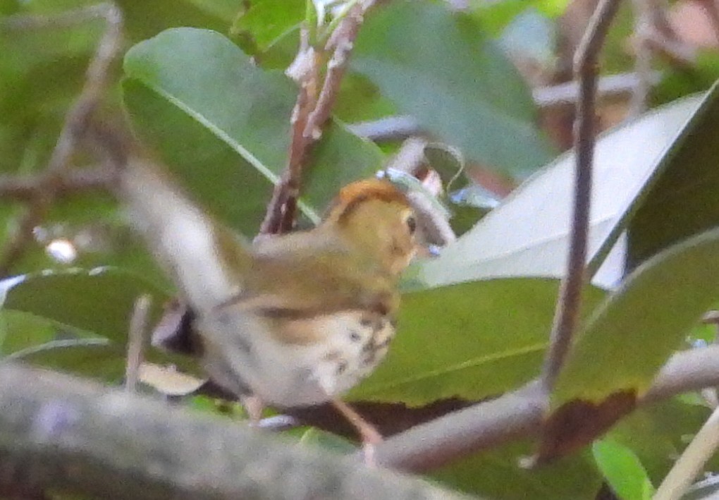 Ovenbird - ML643706389