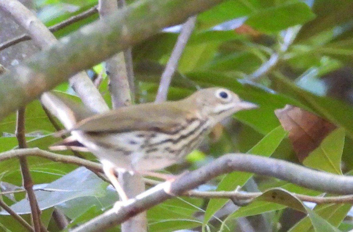 Ovenbird - ML643706390