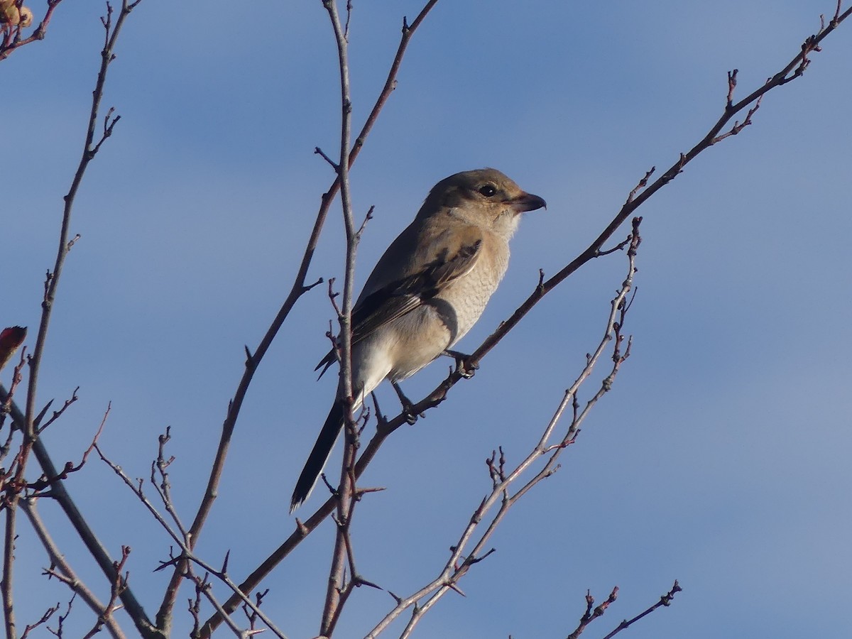Antzandobi boreala - ML643706400