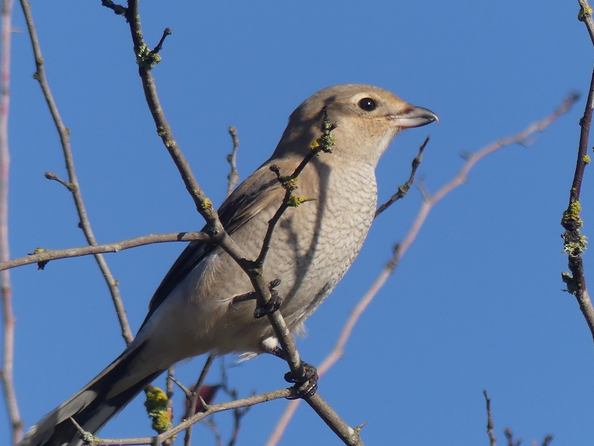 Antzandobi boreala - ML643706402