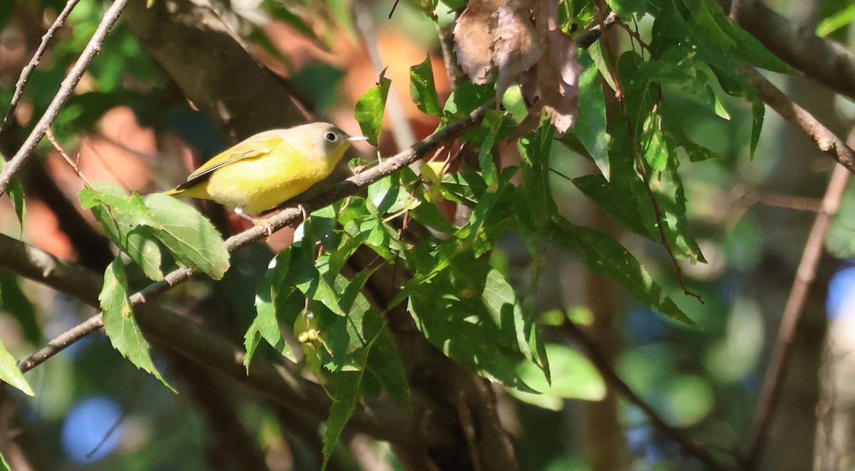 Nashville Warbler - ML643706445