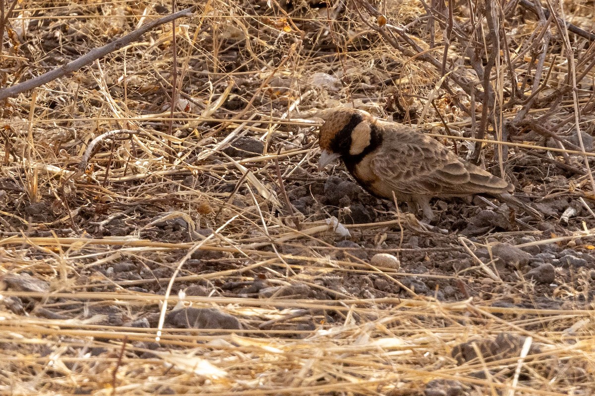 Fischer's Sparrow-Lark - ML643706466