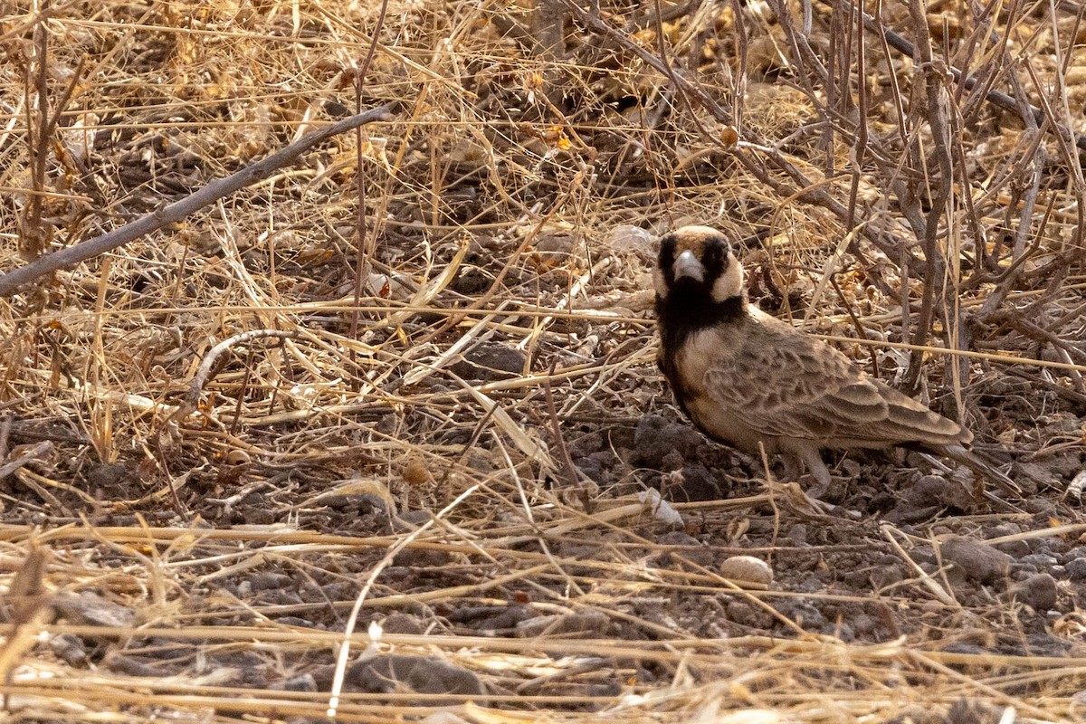 Fischer's Sparrow-Lark - ML643706467