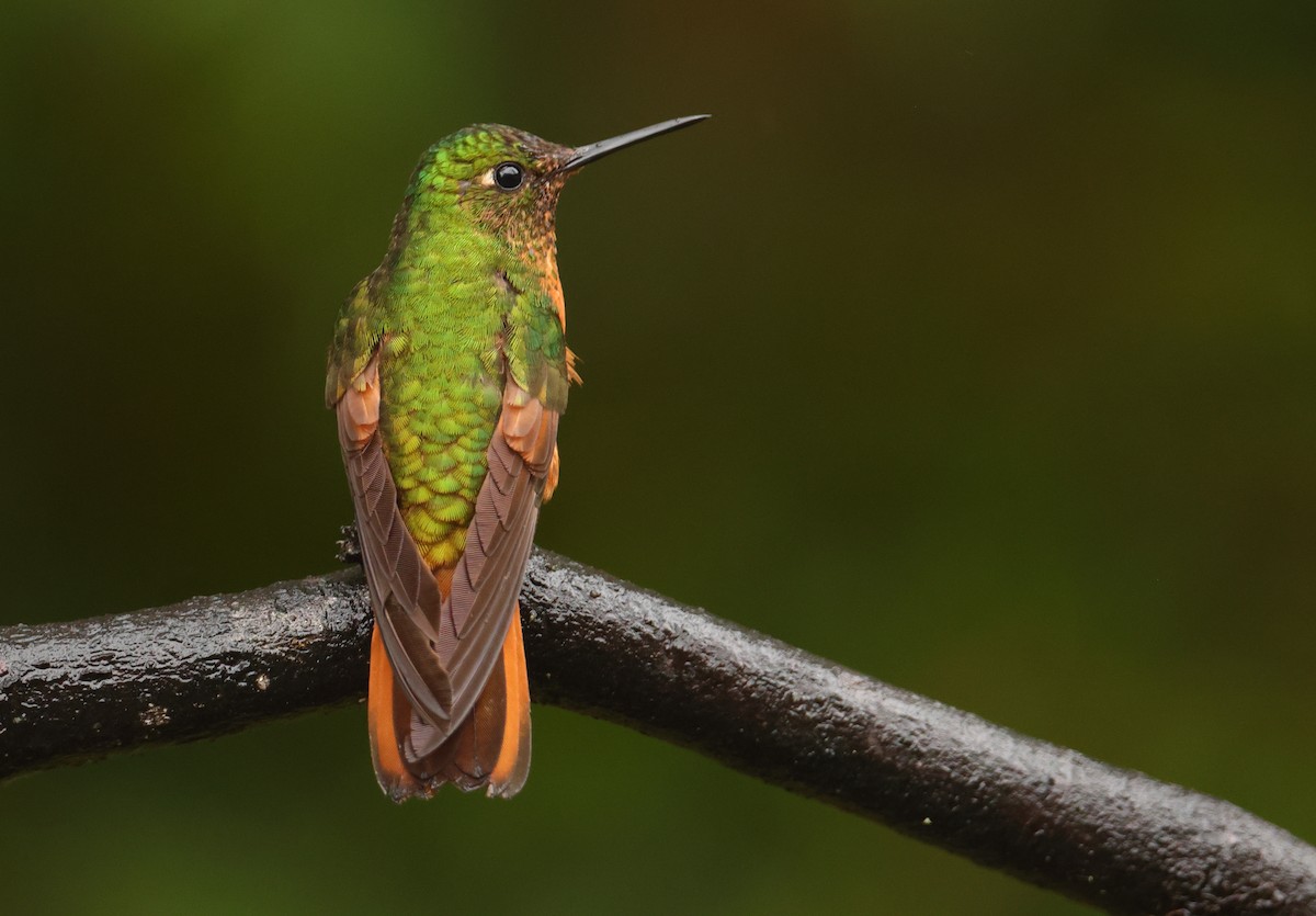 Chestnut-breasted Coronet - ML643706473