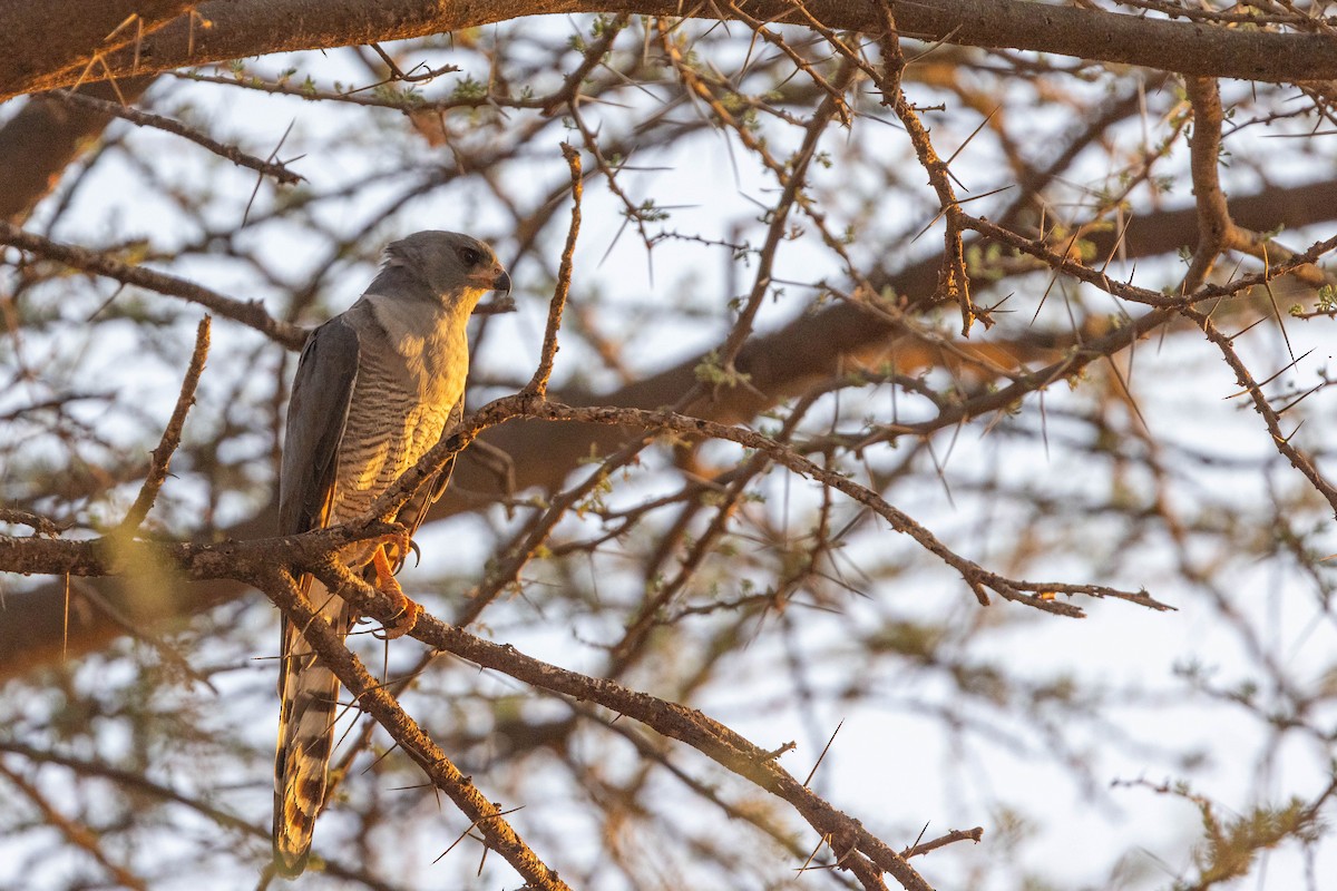 Gabar Goshawk - ML643706501