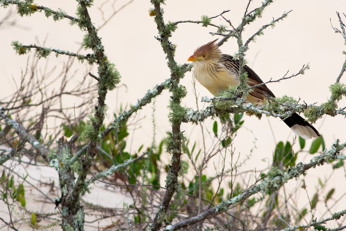 Guira Cuckoo - ML643706533