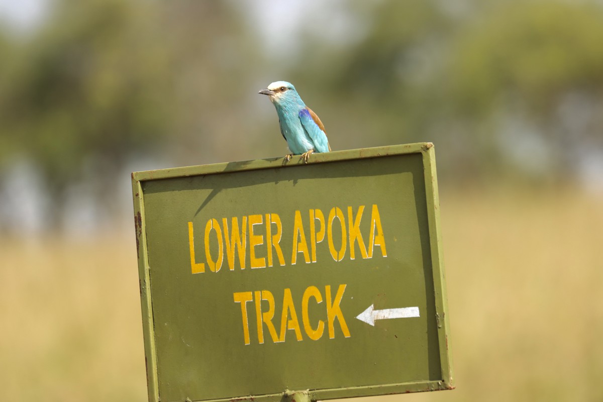 Abyssinian Roller - ML643706552