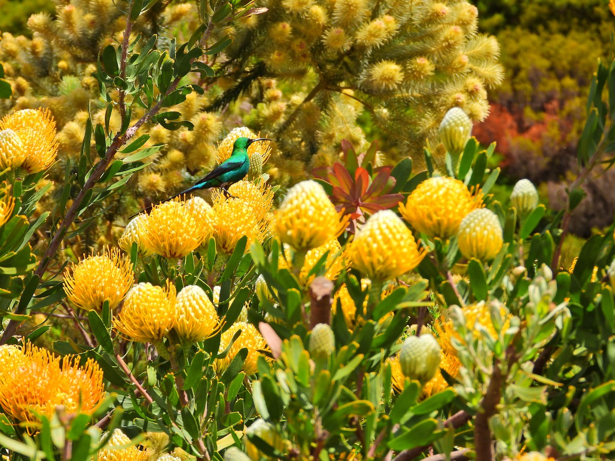Malachite Sunbird - ML643706603