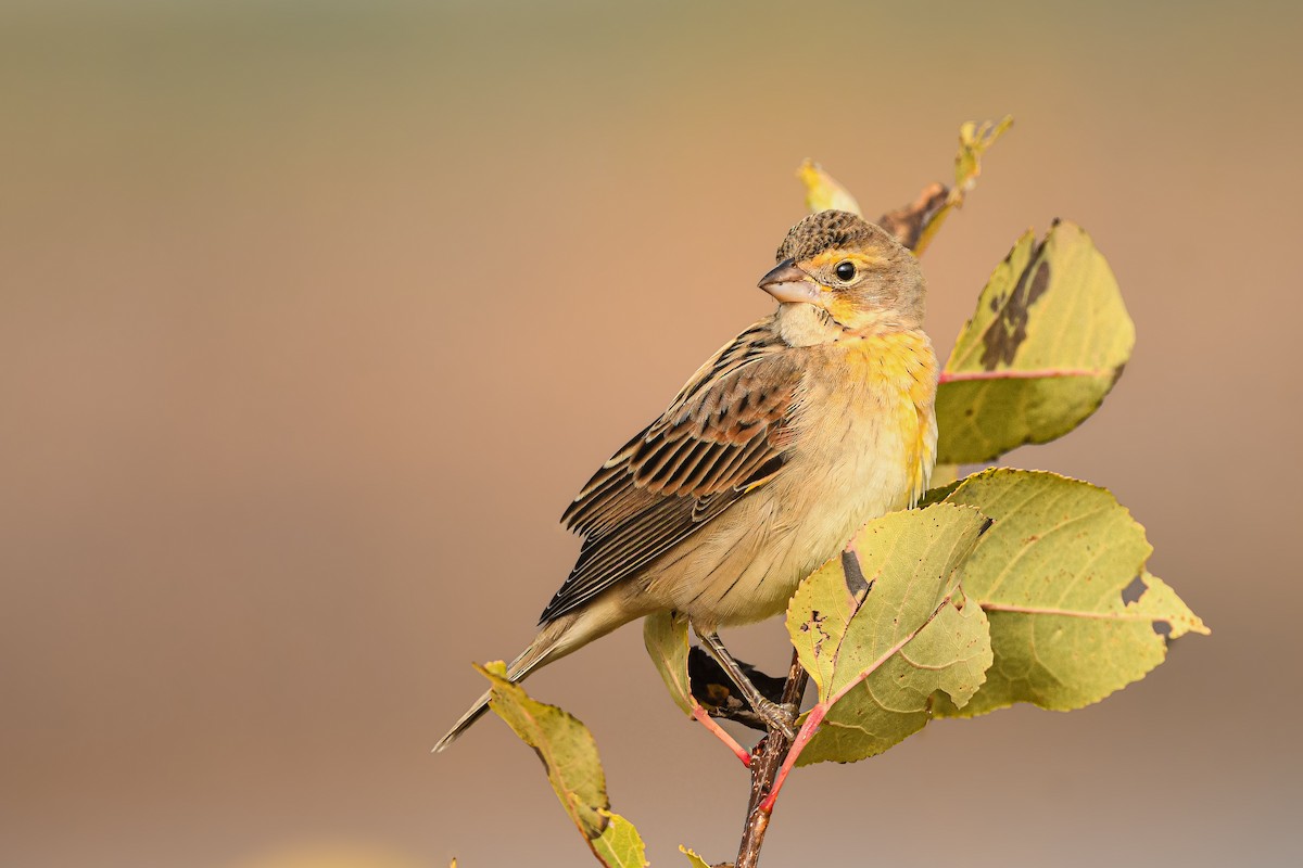 Dickcissel - ML643706605