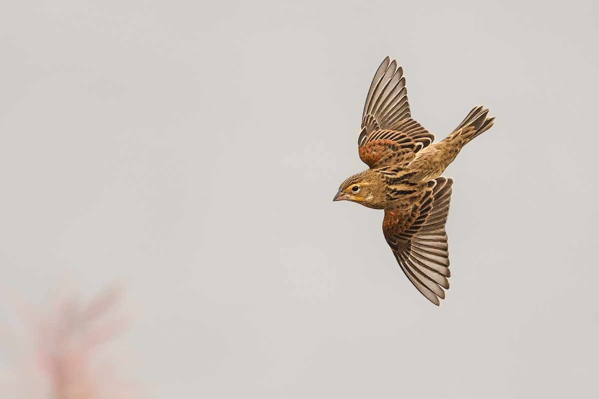Dickcissel - ML643706630
